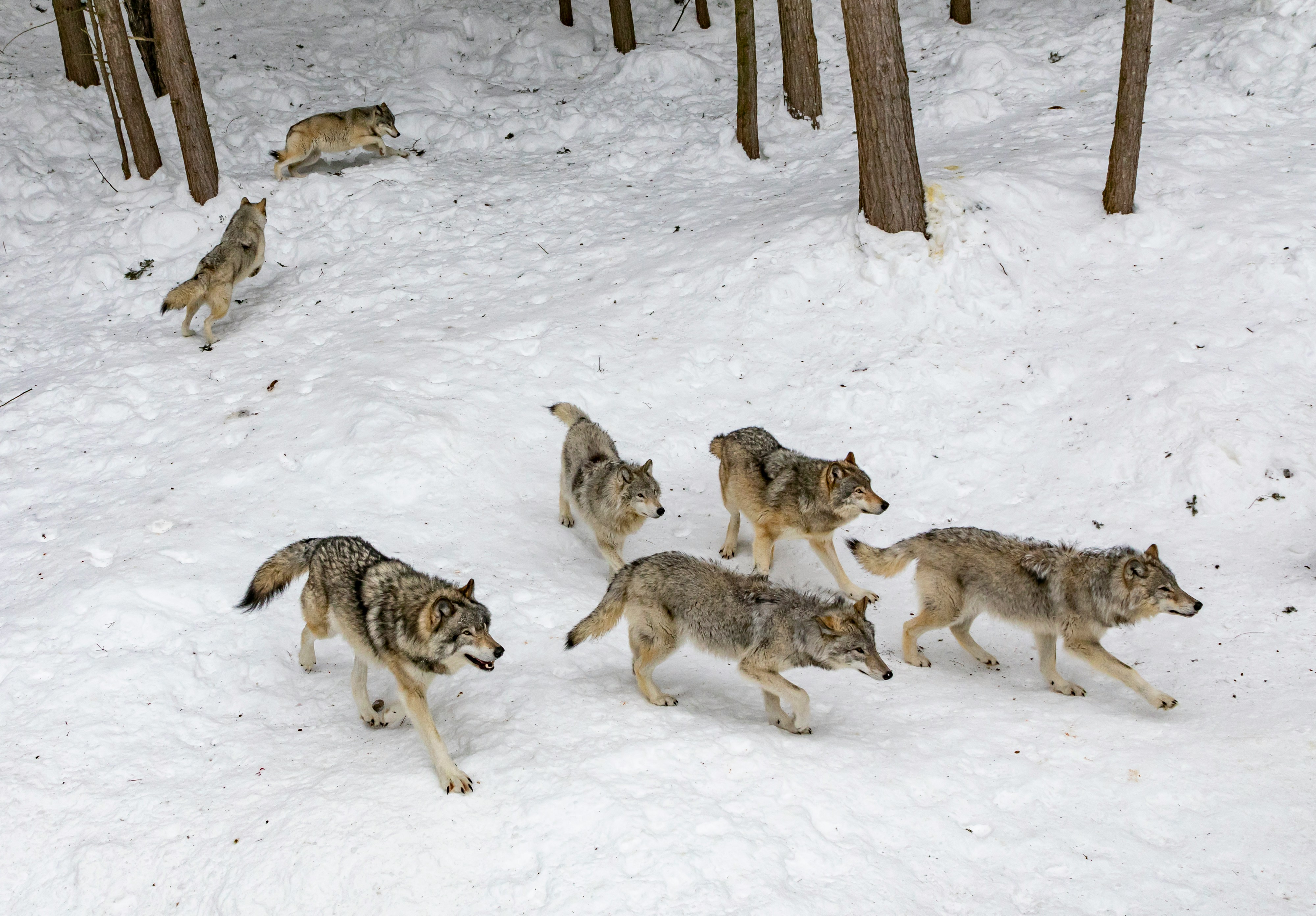 Pack of Wolves running through the forest in dense packed snow